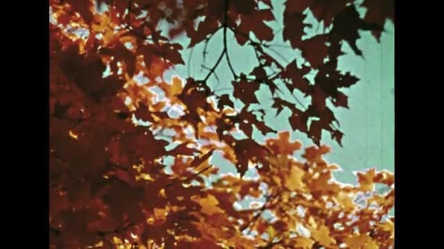 Zen and Now [Hartley Productions]